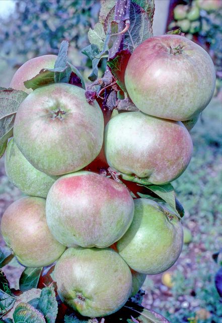 Tinsley Quince apple tree