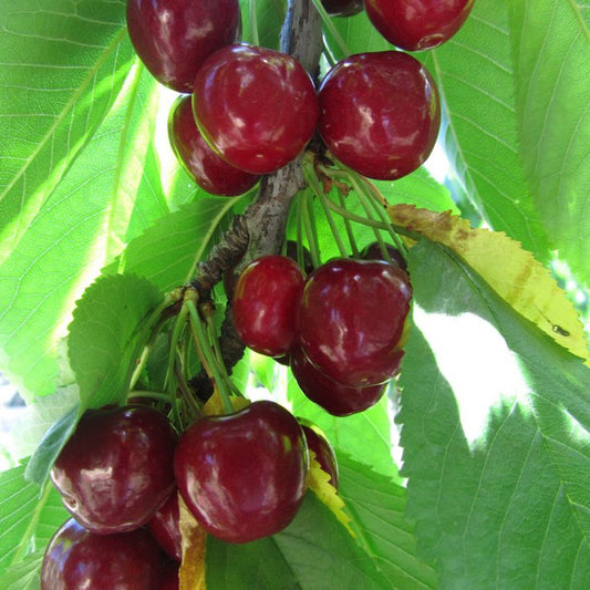Van Cherry - Bush