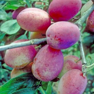 Victoria Plum Bush