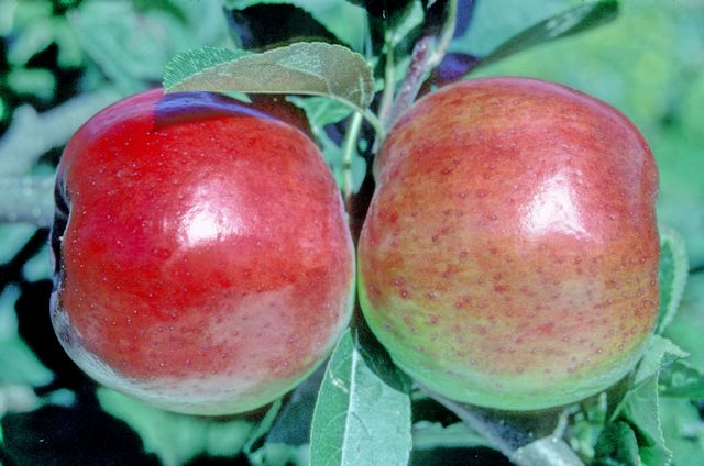 Vista Bella Apple - Espalier (1 Tier)