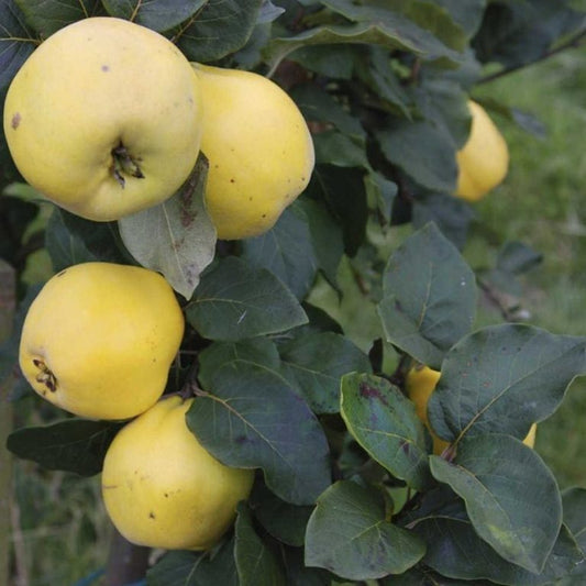 Vranja Quince - Bush