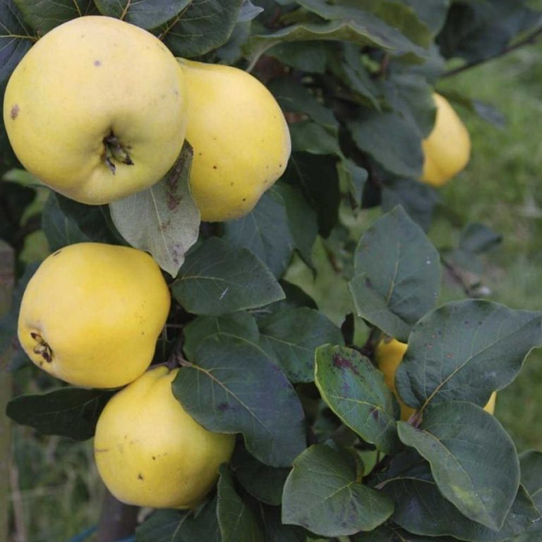 Vranja Quince - Half-Standard