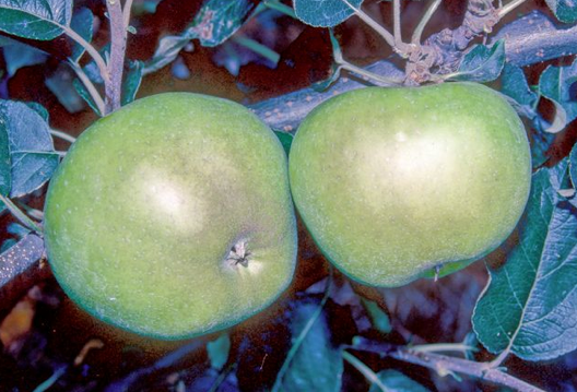 Warner's King Apple - Half-Standard MM106
