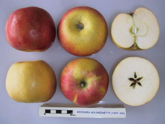 Weidner's Goldreinette Apple - Bush