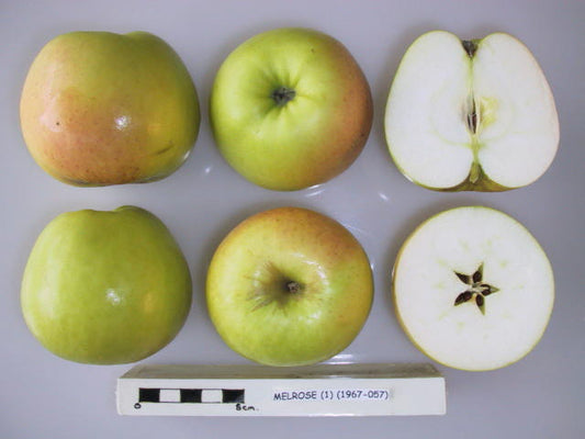 White Melrose Apple - 1 Tier Espalier