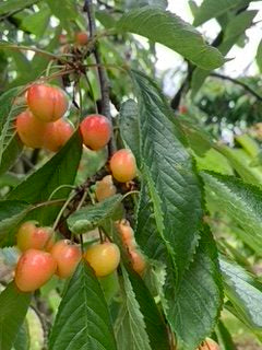 Whiteheart Cherry (Dwarf) Patio Tree