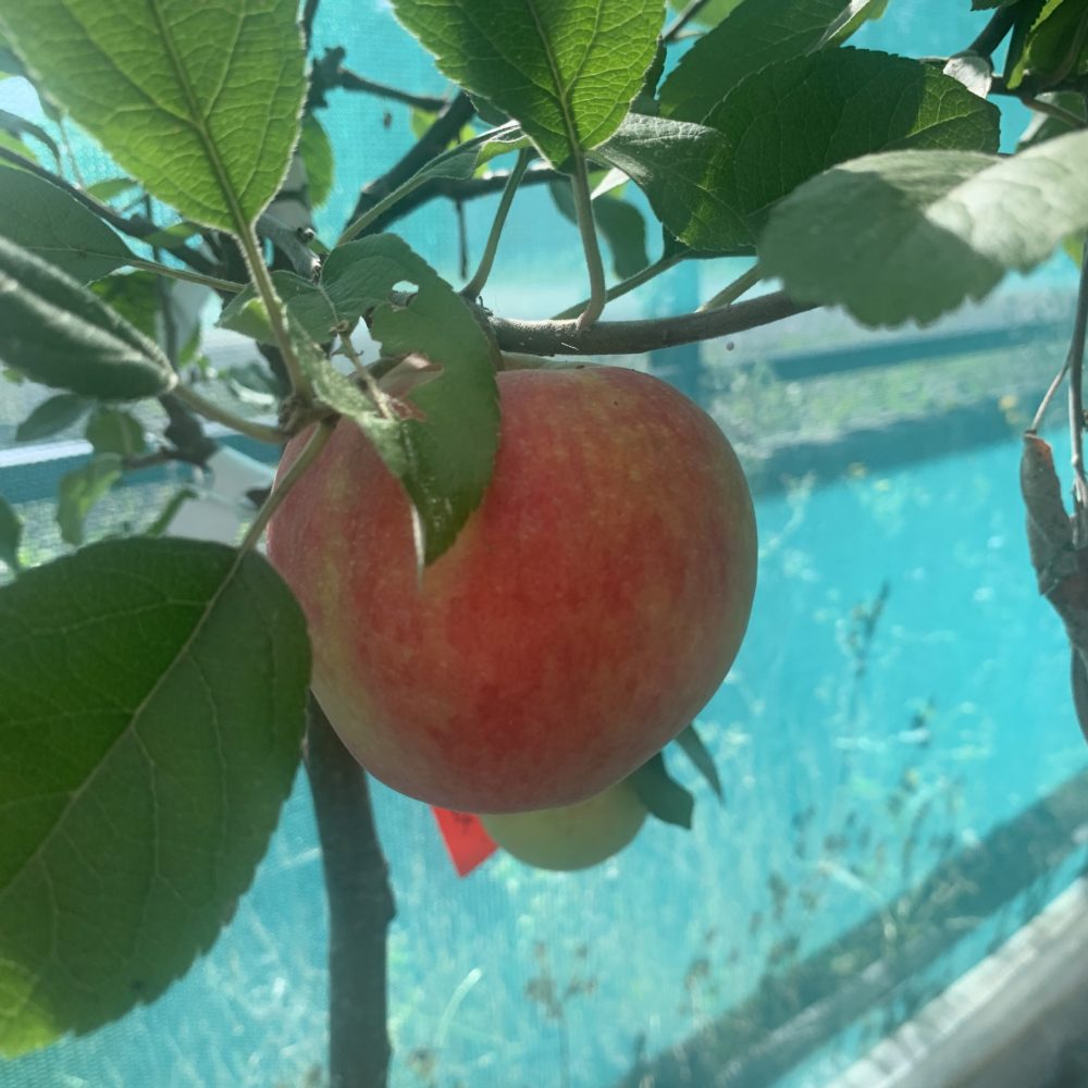 Worcester Pearmain apple tree