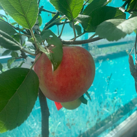 Worcester Pearmain apple tree