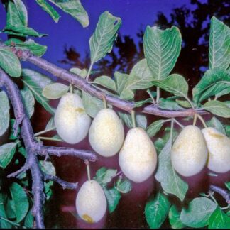 Yellow Pershore Plum Bush