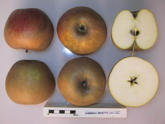 Zabergeau Reinette Apple - Half-Standard MM111
