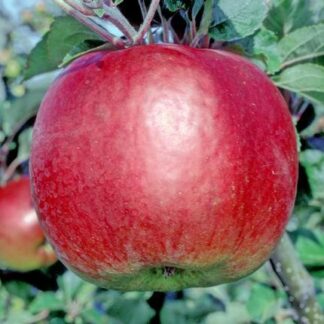 Annie Elizabeth Apple - Half-Standard MM106