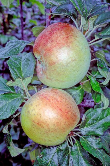 Chelmsford Wonder Apple - MM111 - Half-Standard