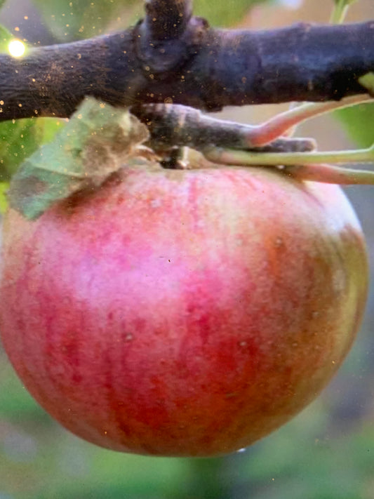 Colonel Vaughan Apple (Kentish Pippin) - Espalier (1 Tier)