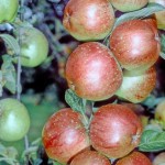 Cornish Aromatic Apple - Half-Standard MM106