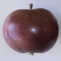 Dabinett (Cider) Apple - Half-Standard MM106