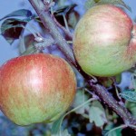 Laxton's Fortune Apple - Stepover