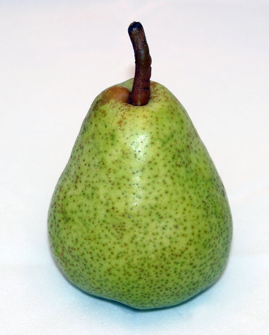 Glou Morceau Pear - Half-Standard