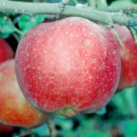 Jonagored Apple - Bush