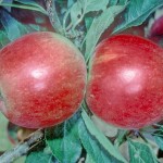 Katy Apple - Bush