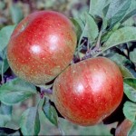 Lord Lambourne Apple - Stepover