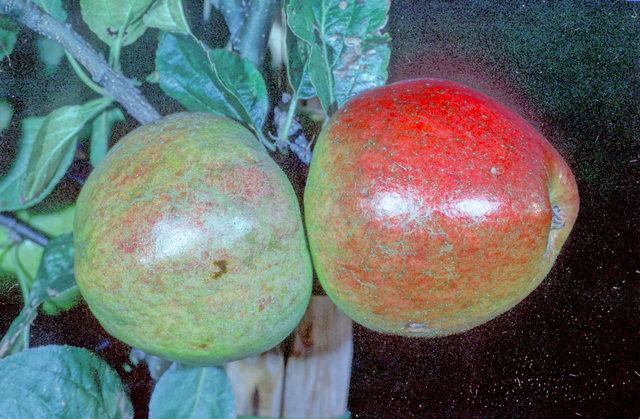 Melon Apple - Bush MM106