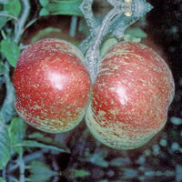 Melrose Apple - Half-Standard (MM106)