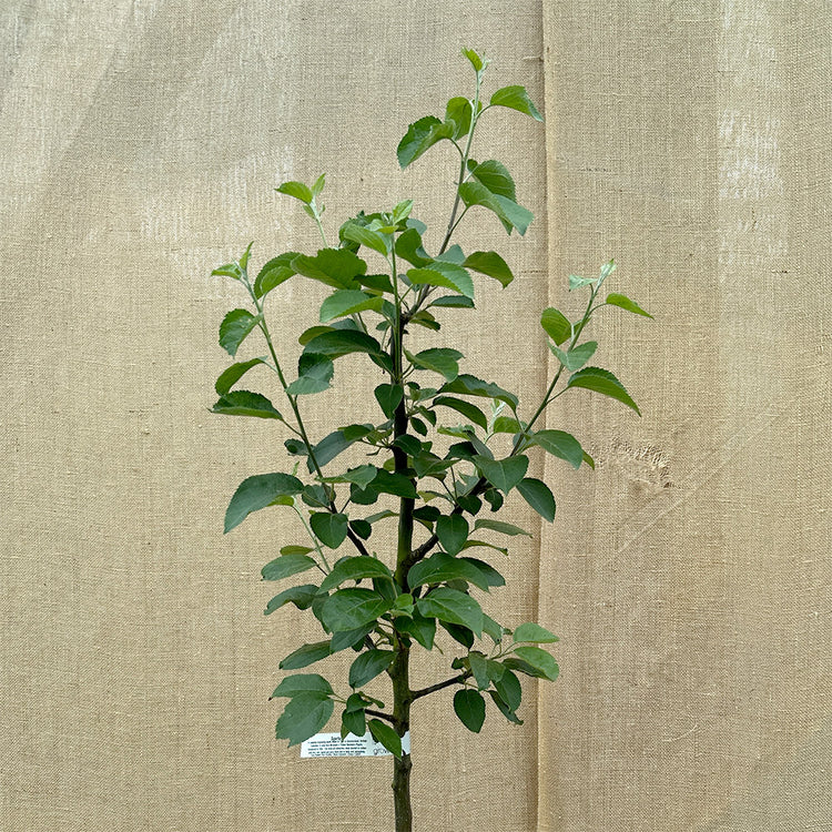 Tree Forms – Grow Fruit Trees