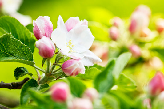 Burn's Seedling Apple - Half-Standard