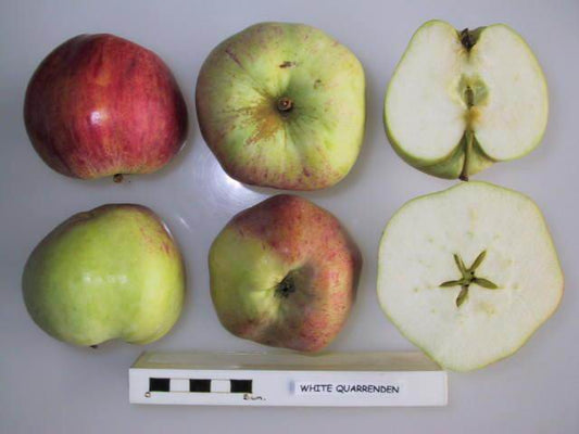 White Quarrenden Apple MM111 - Half Standard